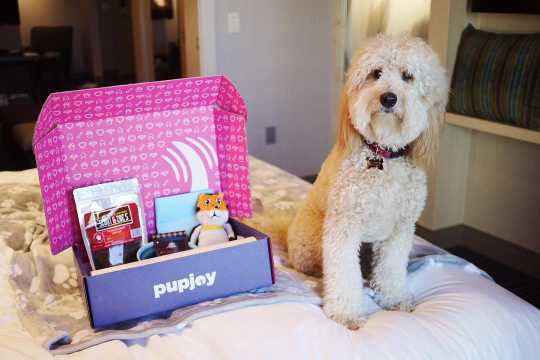 How to find a pet-friendly hotel