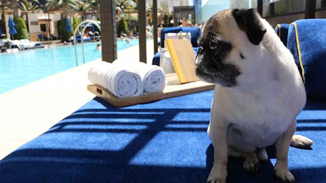 Las Vegas Luxury Hotel Dog Friendly Program The