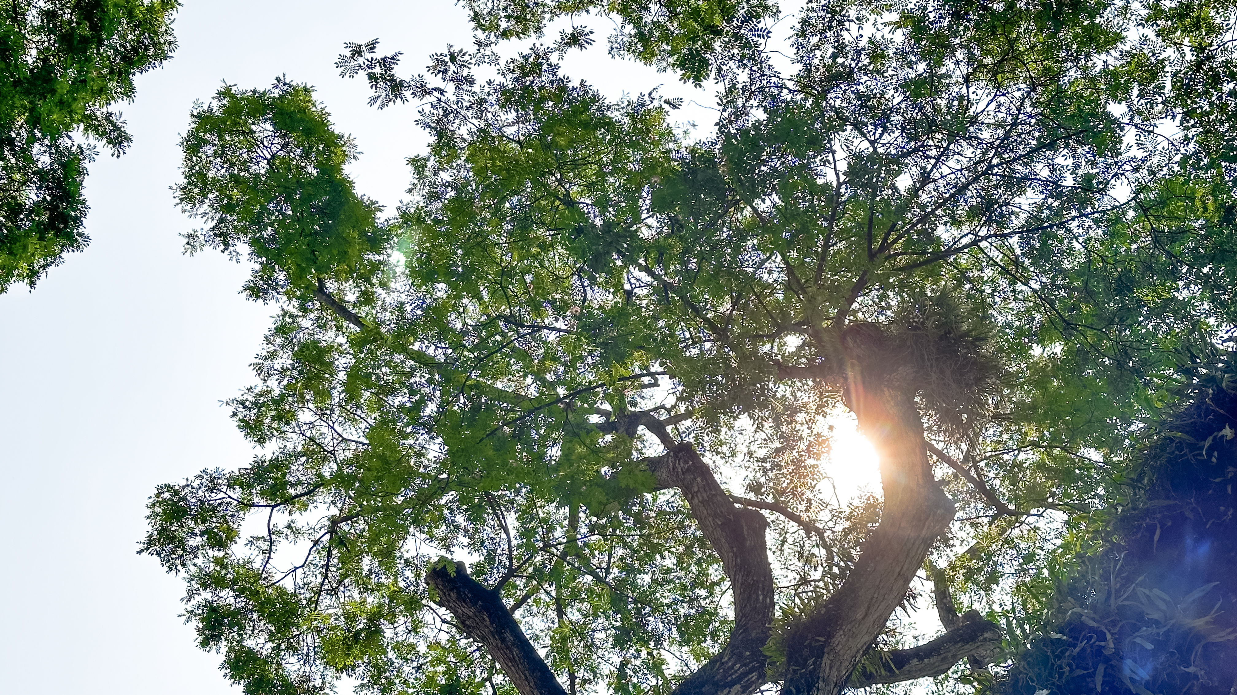 Healthy Trees