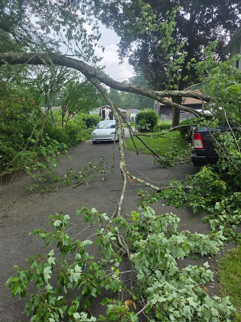 The Hidden Dangers of Microburst Storms for Trees