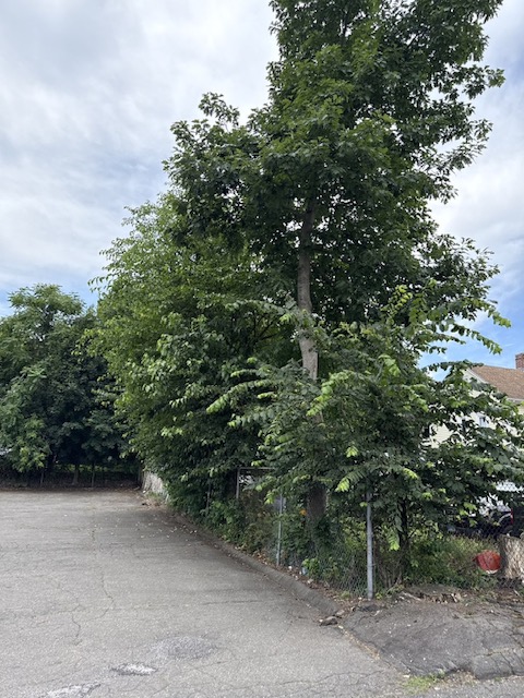 Is a Leaning Tree an Emergency? Signs It’s About to Fall