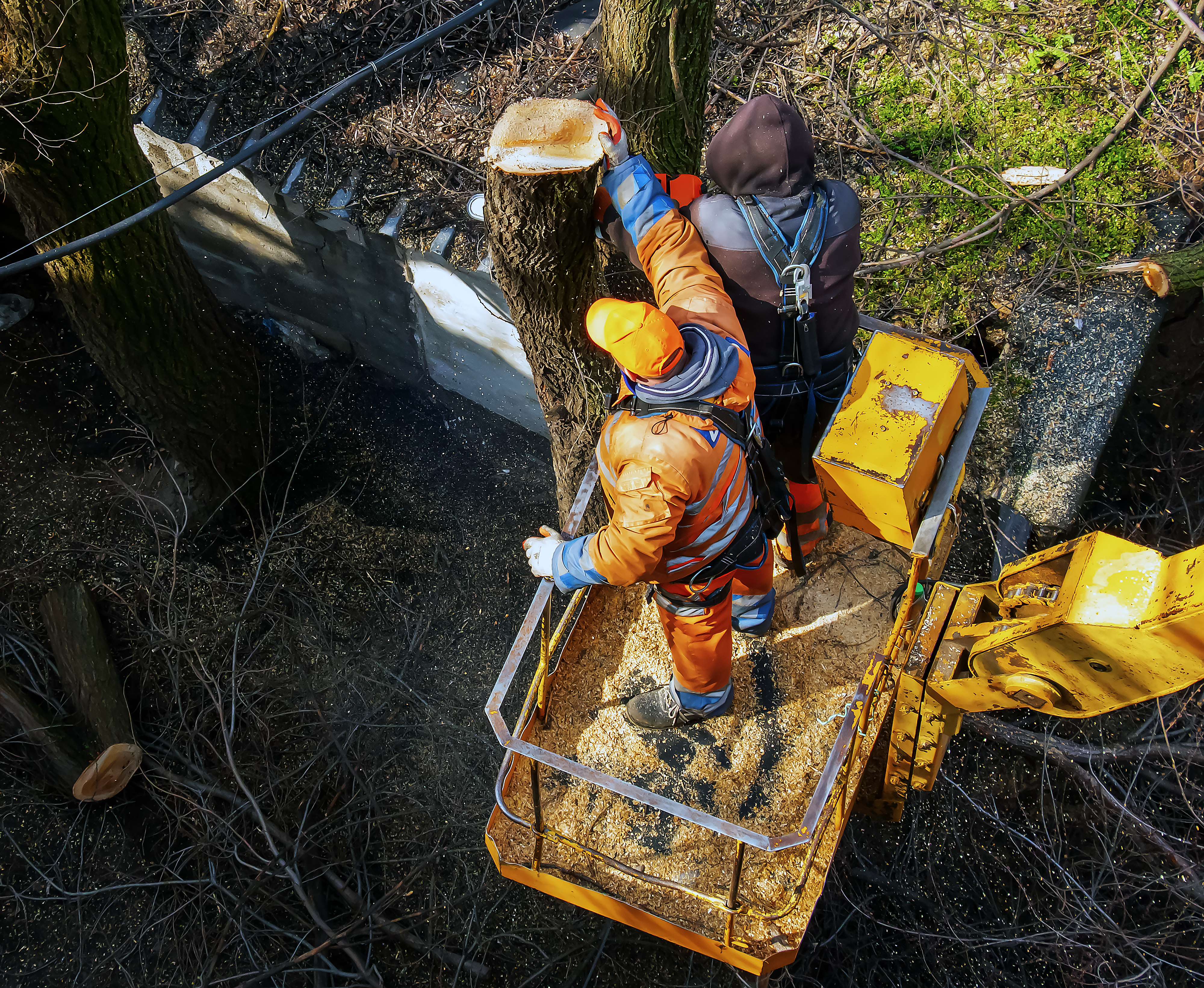 Tree Service Experts