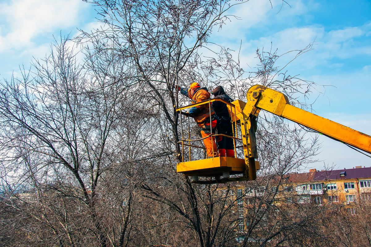 Certified arborist inspecting a fallen tree for an insurance damage assessment