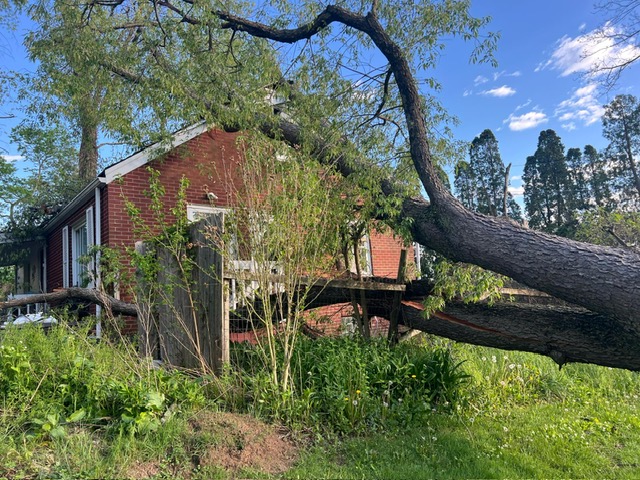 When Trees Cross Property Lines: Storm Damage & Legal Steps