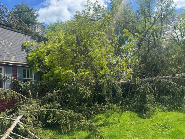 tree down after storm