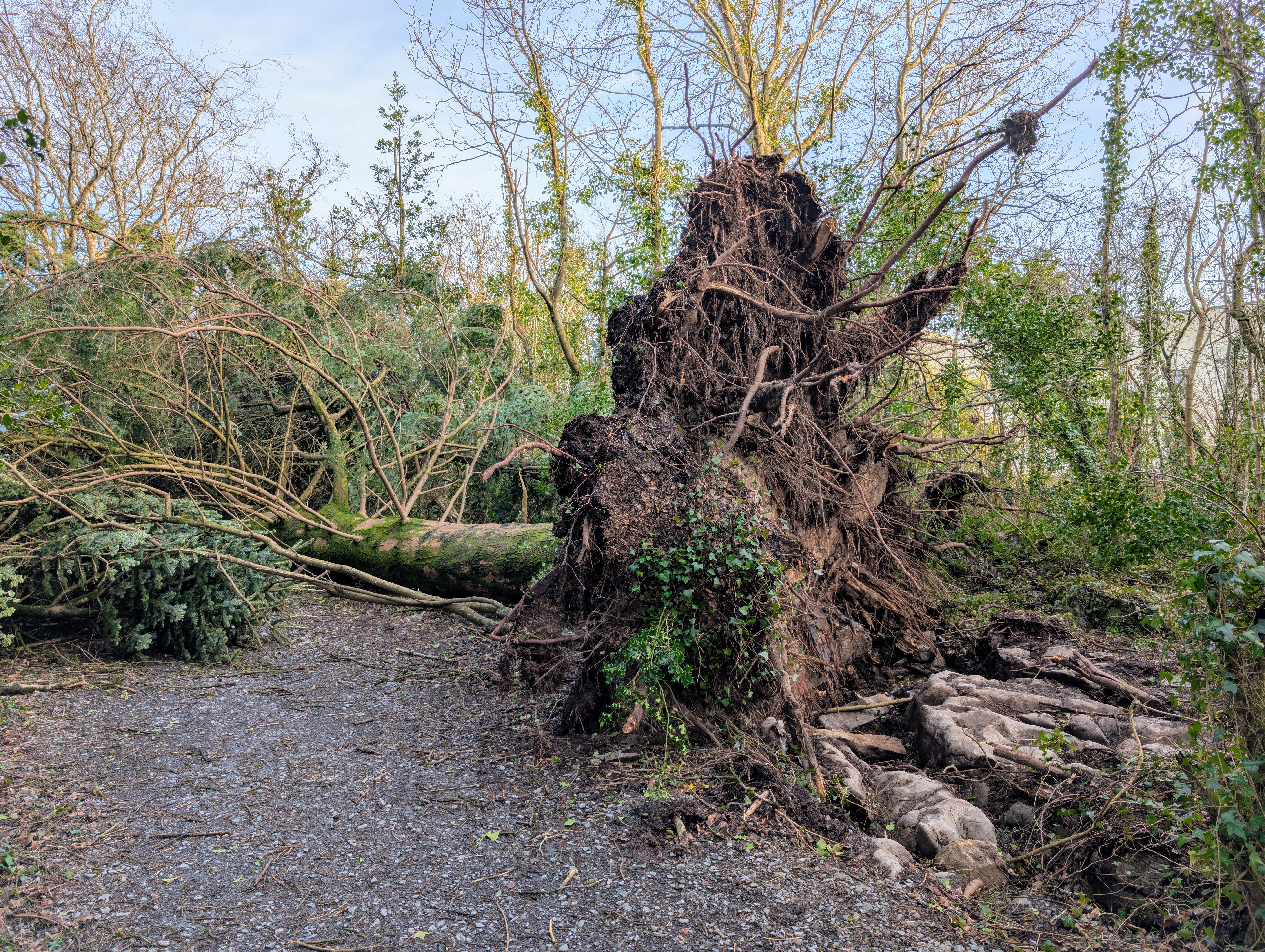 fallen tree after storm damage