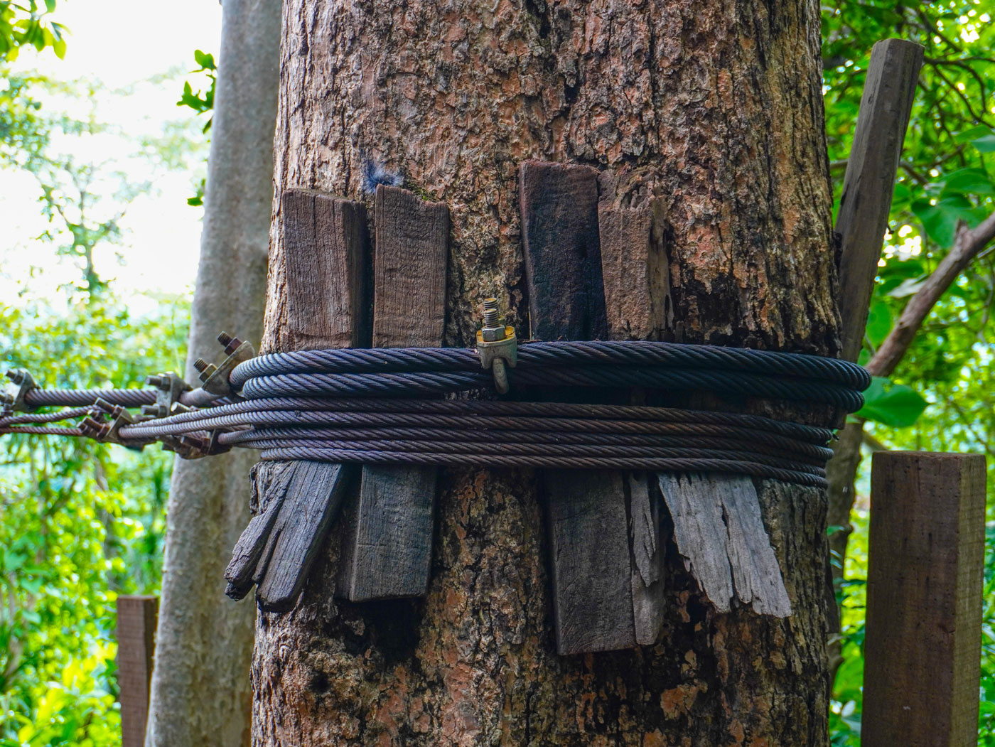 Arborist installing cabling to stabilize a structurally weak tree before a storm