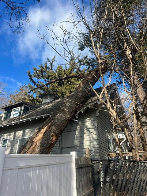 tree crashing through roof