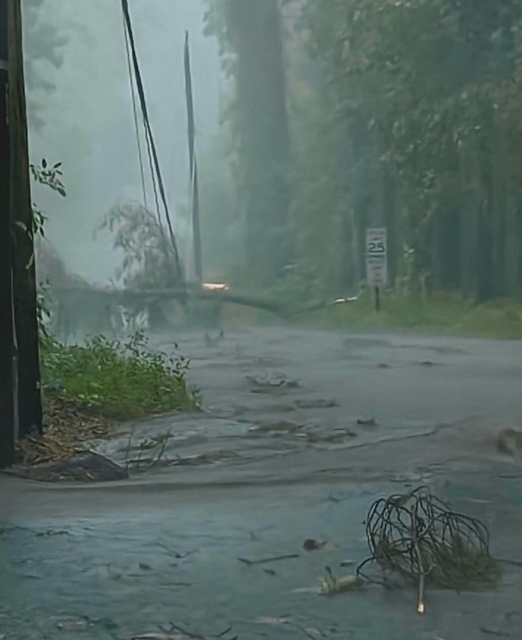 Hurricane Erin: More Than Wind and Waves—Why Tree Damage Is a Real Threat
