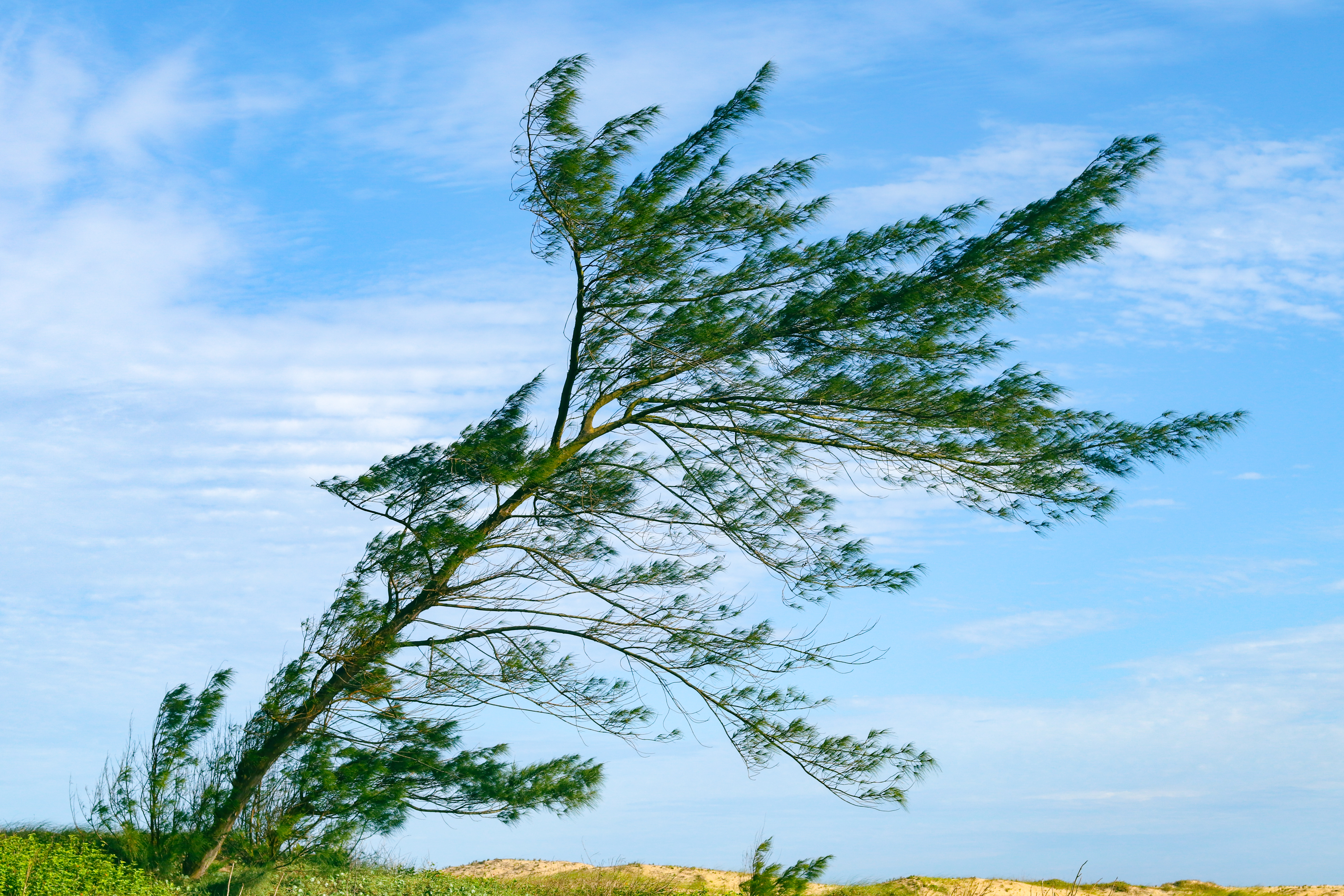 Windy Trees