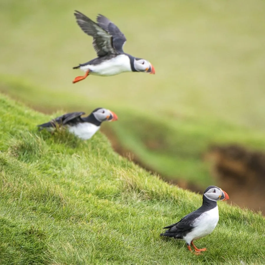 Island Hopping in the North Atlantic | British Isles, Faroe Islands & Iceland: Northbound