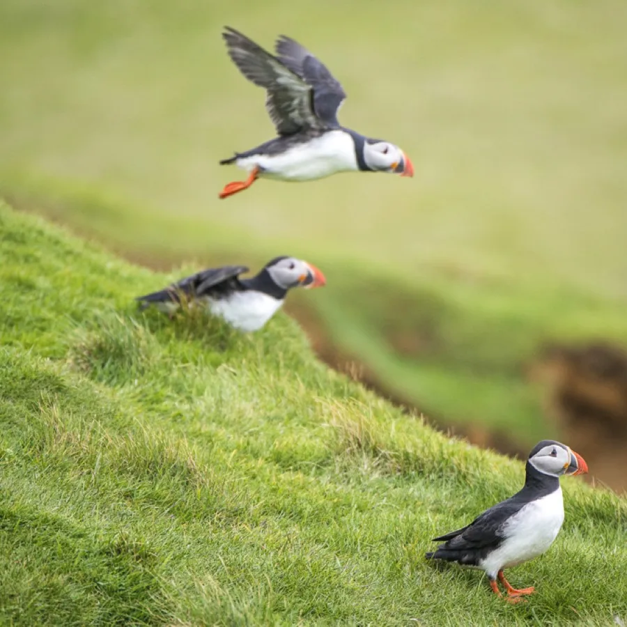 Island Hopping in the North Atlantic - Edinburgh to Reykjavik 