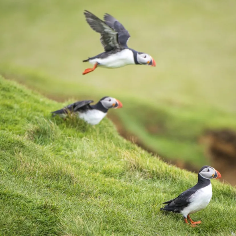 Island Hopping in the North Atlantic | British Isles, Faroe Islands & Iceland: Northbound