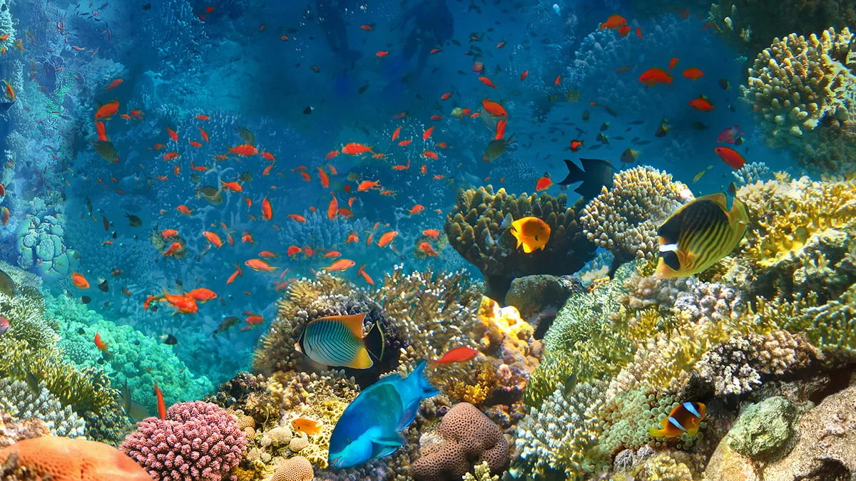 Tropiske farvann og fjerntliggende øysamfunn i Karibien