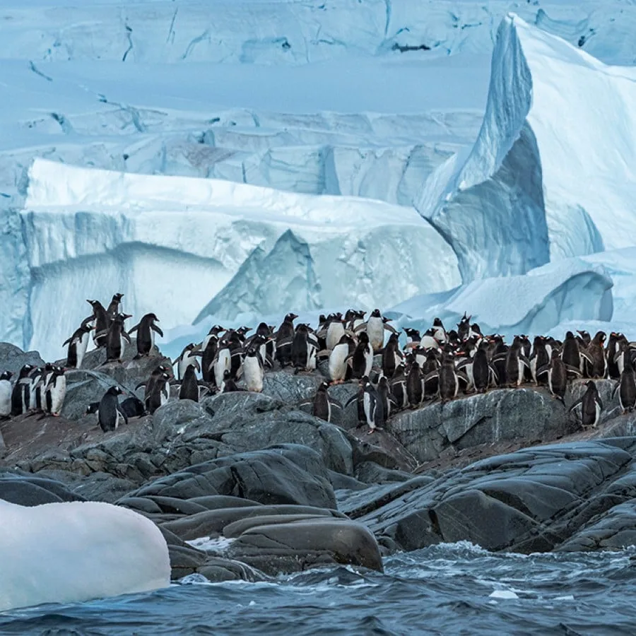 Expeditionsreise Antarktis und Patagonien (Kurs Süd)