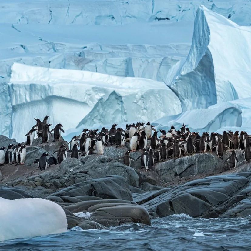 Ekspedition til Antarktis og Patagonien | Sydgående