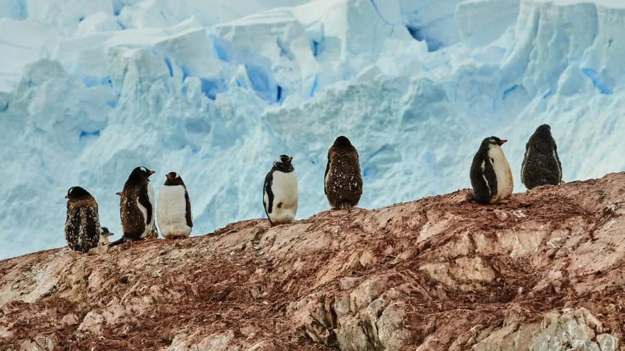 Ekspedition til Antarktis og Falklandsøerne | Nordgående
