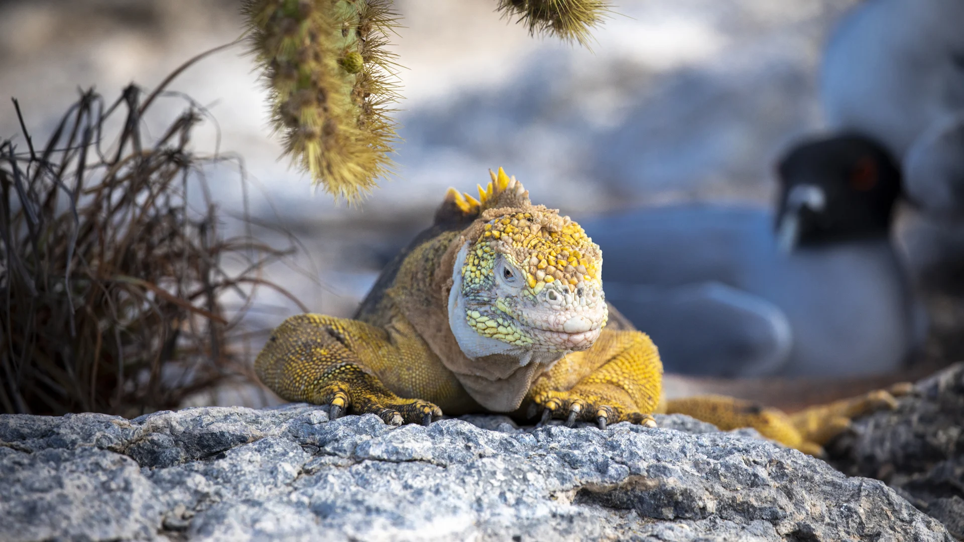 Îles Galápagos – Neuf îles parmi les plus réputées et Machu Picchu