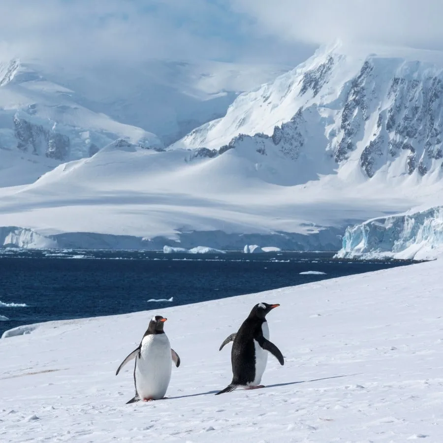Die Natur erwacht zu neuem Leben – Expedition in die Antarktis im Frühjahr