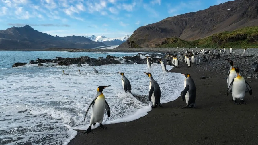 Expédition en Antarctique et aux îles Malouines | Du nord au sud