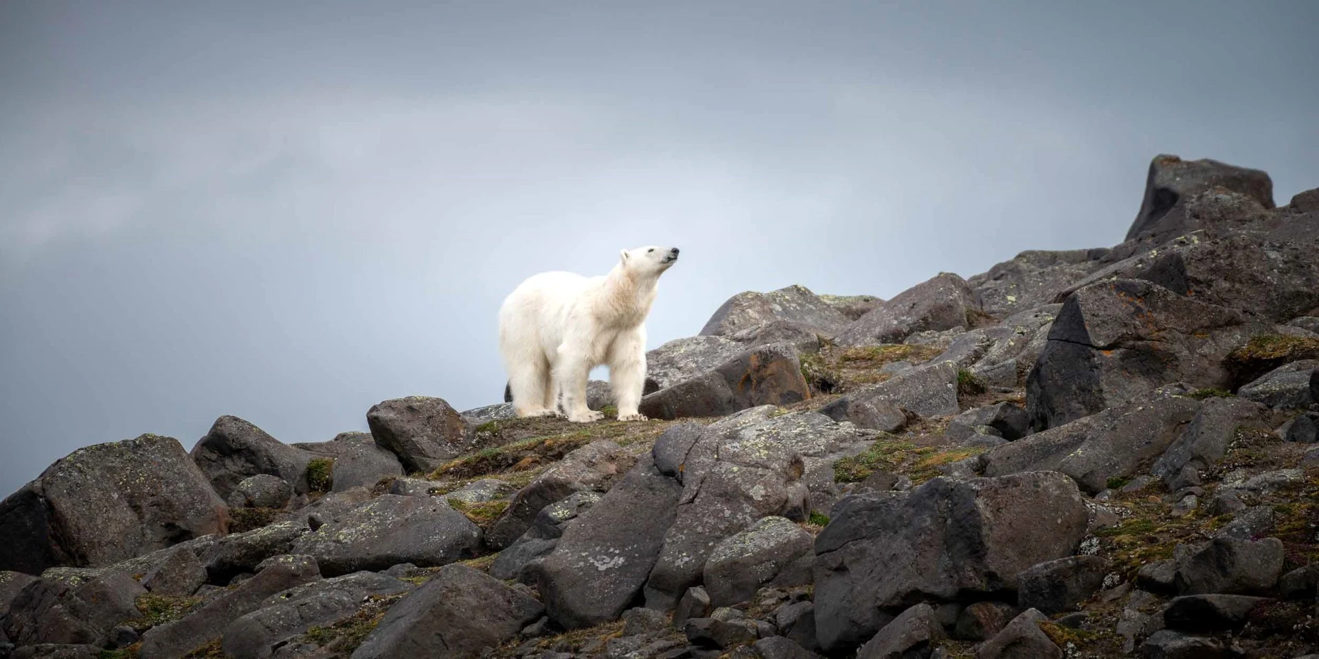 Isens konge | Isbjørnene på Svalbard.