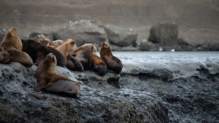 Antarctica & Falklands - From Punta Arenas to Buenos Aires (Flight Included)