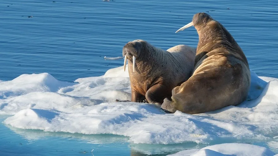 Svalbard om våren – Solen kommer tilbake