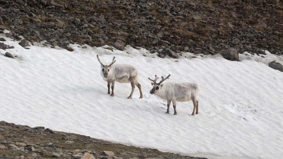 Circumnavigating Spitsbergen - In The Realm Of The Polar Bear | HX ...