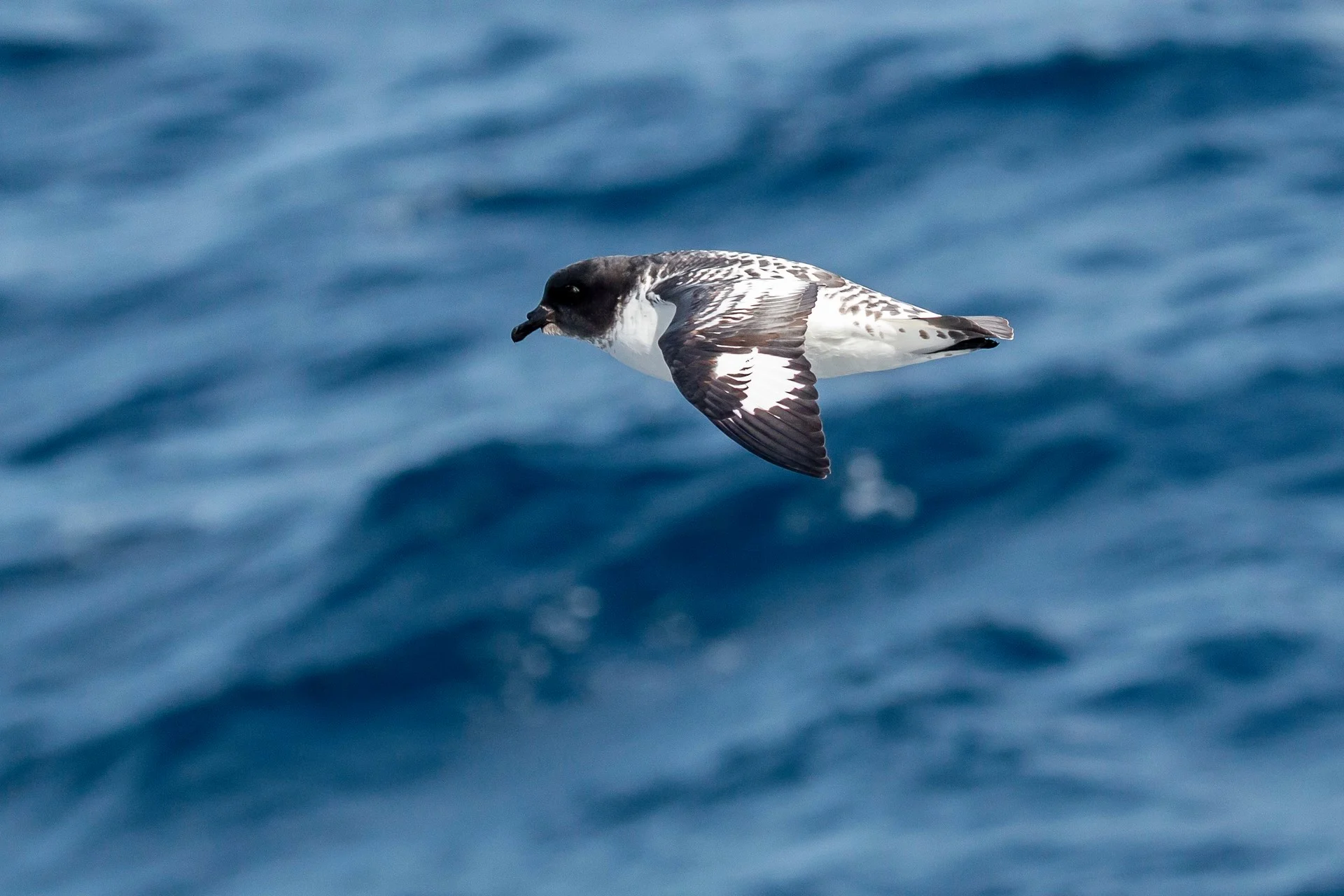 birds-the-drake-passage-hgr-141417 1920-photo andrea klaussner