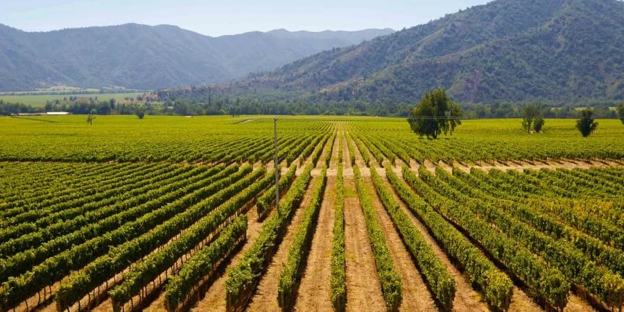 2500x1250_imigra_shutterstock_vineyard-visit_a-vineyard-near-santiago-de-chile.jpg