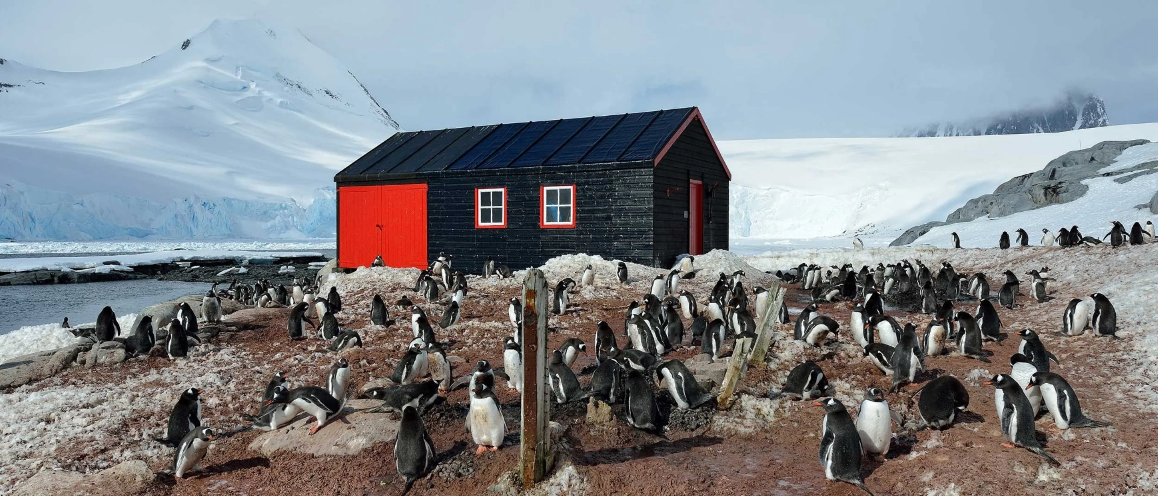 Penguins in front of the old building in Port Lockroy, Antarctica. Photo: Marsel van Oosten