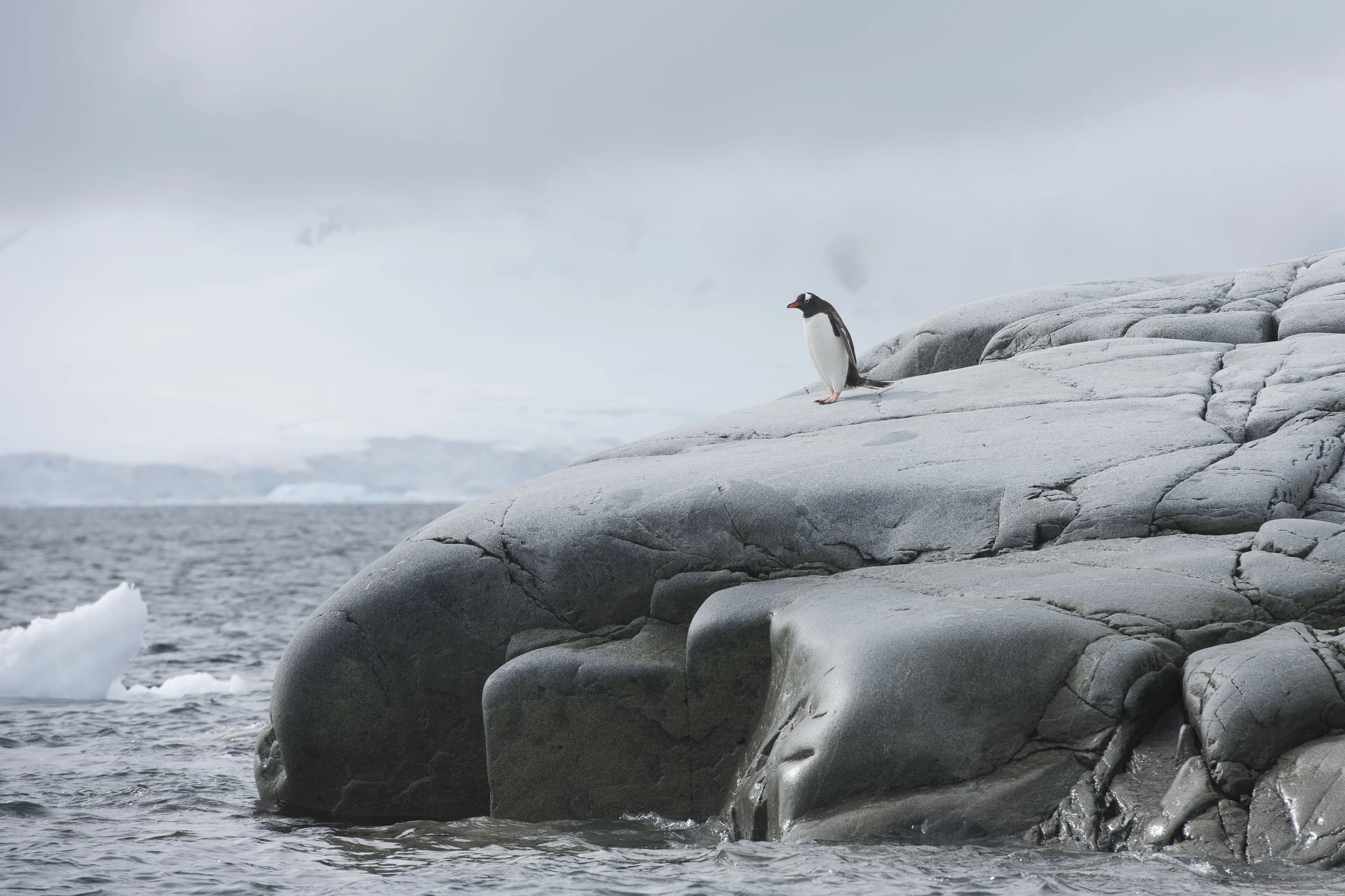 Gentoo Penguin on Damoy Point in Antarctica. Credit: Andreas Kalvig Anderson