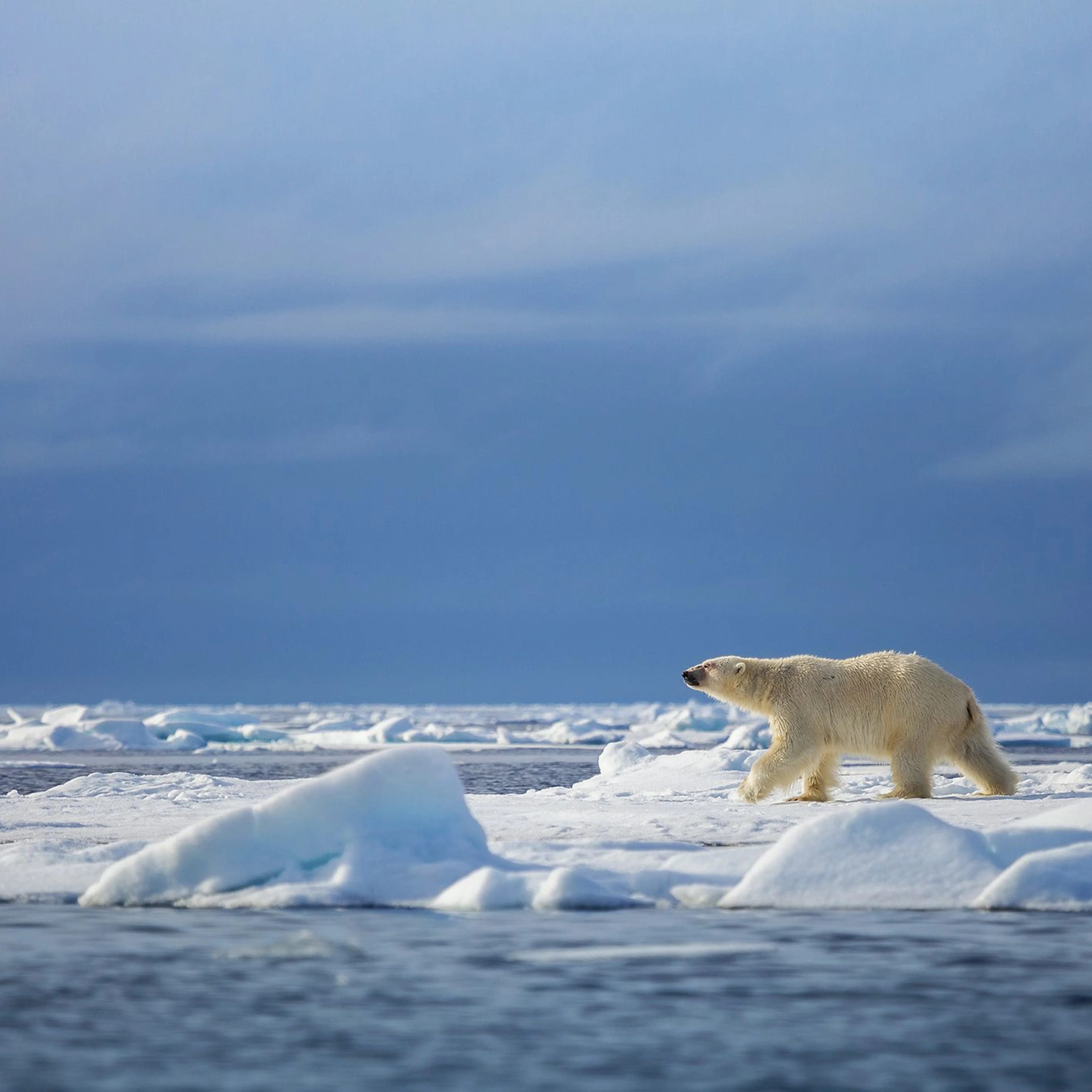 Polar Bear, Svalbard.jpg
