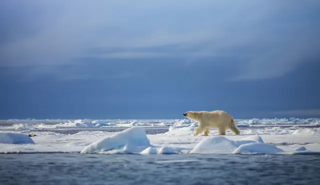 Bénéficiez d'une remise de 750€ par personne en réservant votre croisière d'expédition dans l'Archipel du Svalbard, pour cet été. Et tentez d'apercevoir un ours polaire.