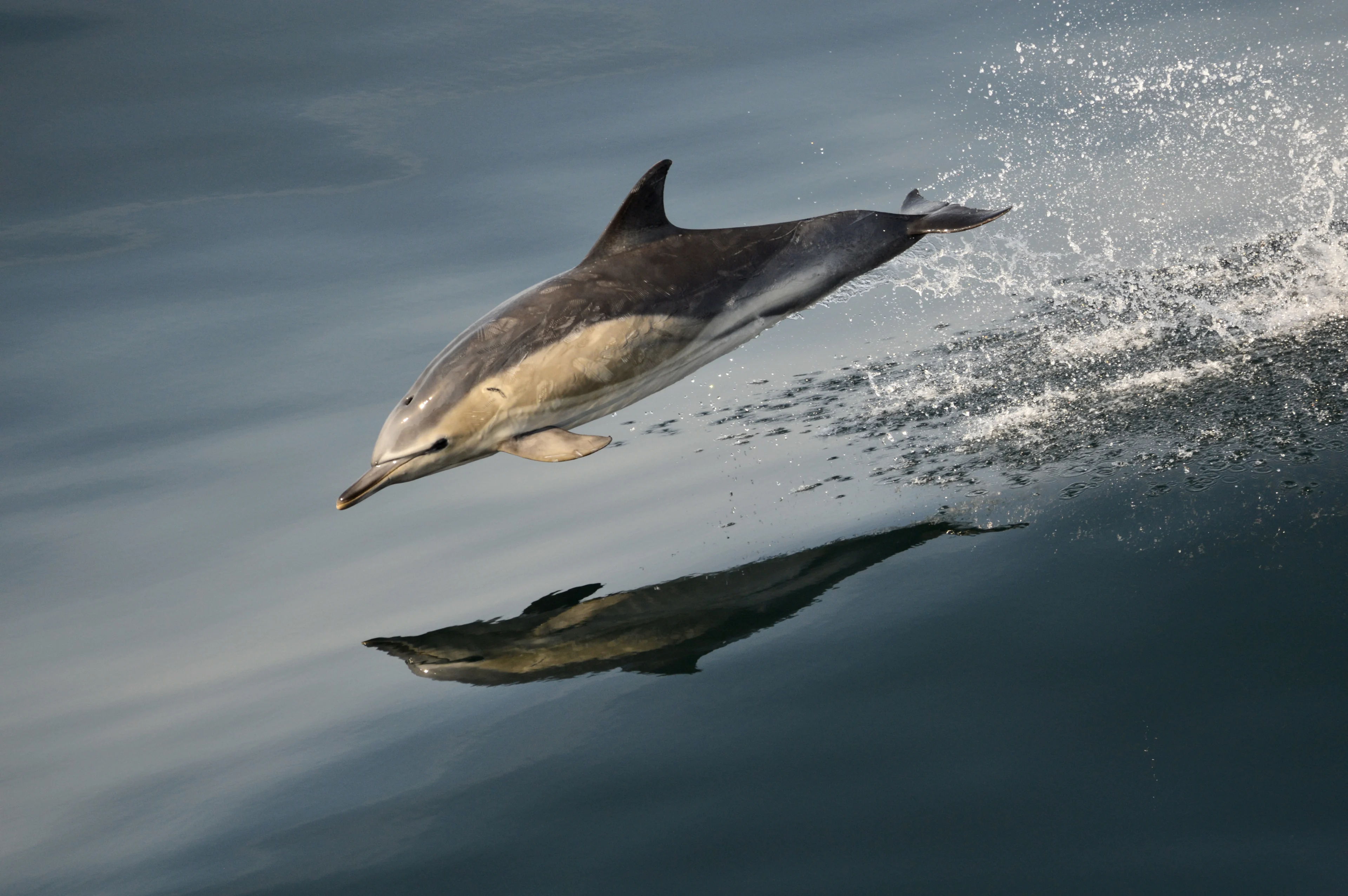 A dolphin breaches alongside the CalMac ferry from Oban to Coll in Argyll & Bute, Scotland. Taken by Megan Barker