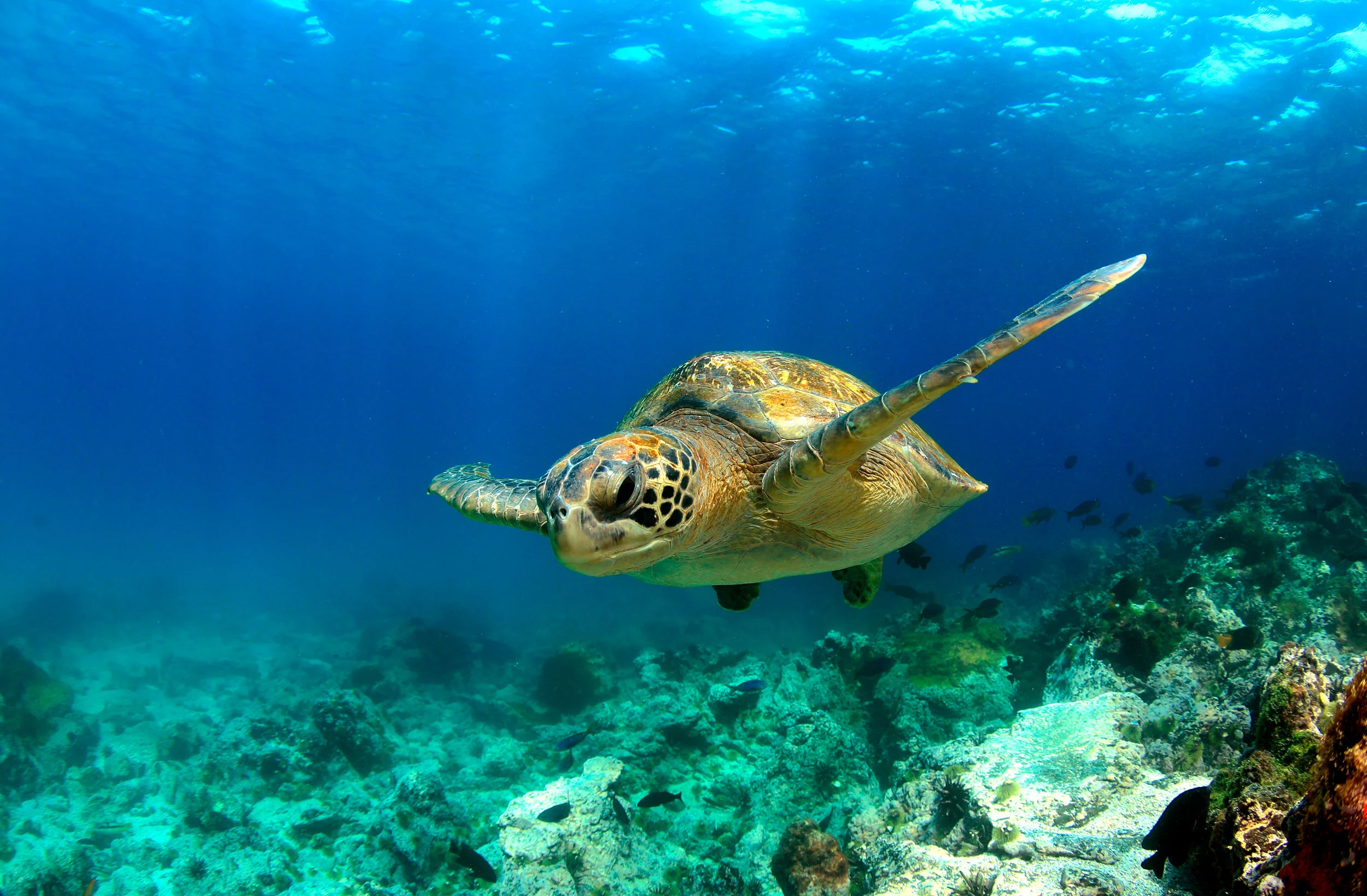 Galapagos Turtles. Photo: Getty Images