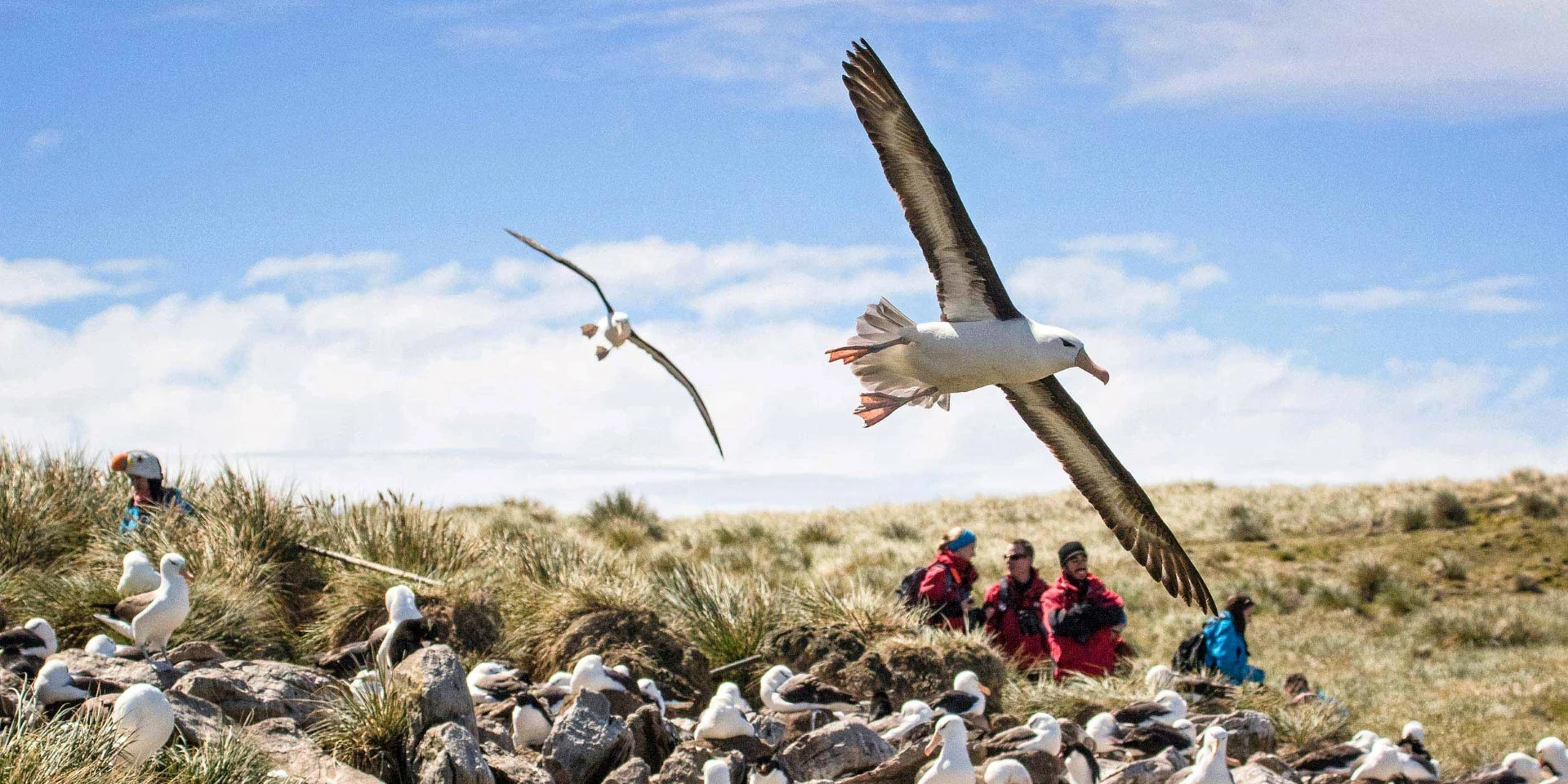 En reiseguide til Falklandsøyene