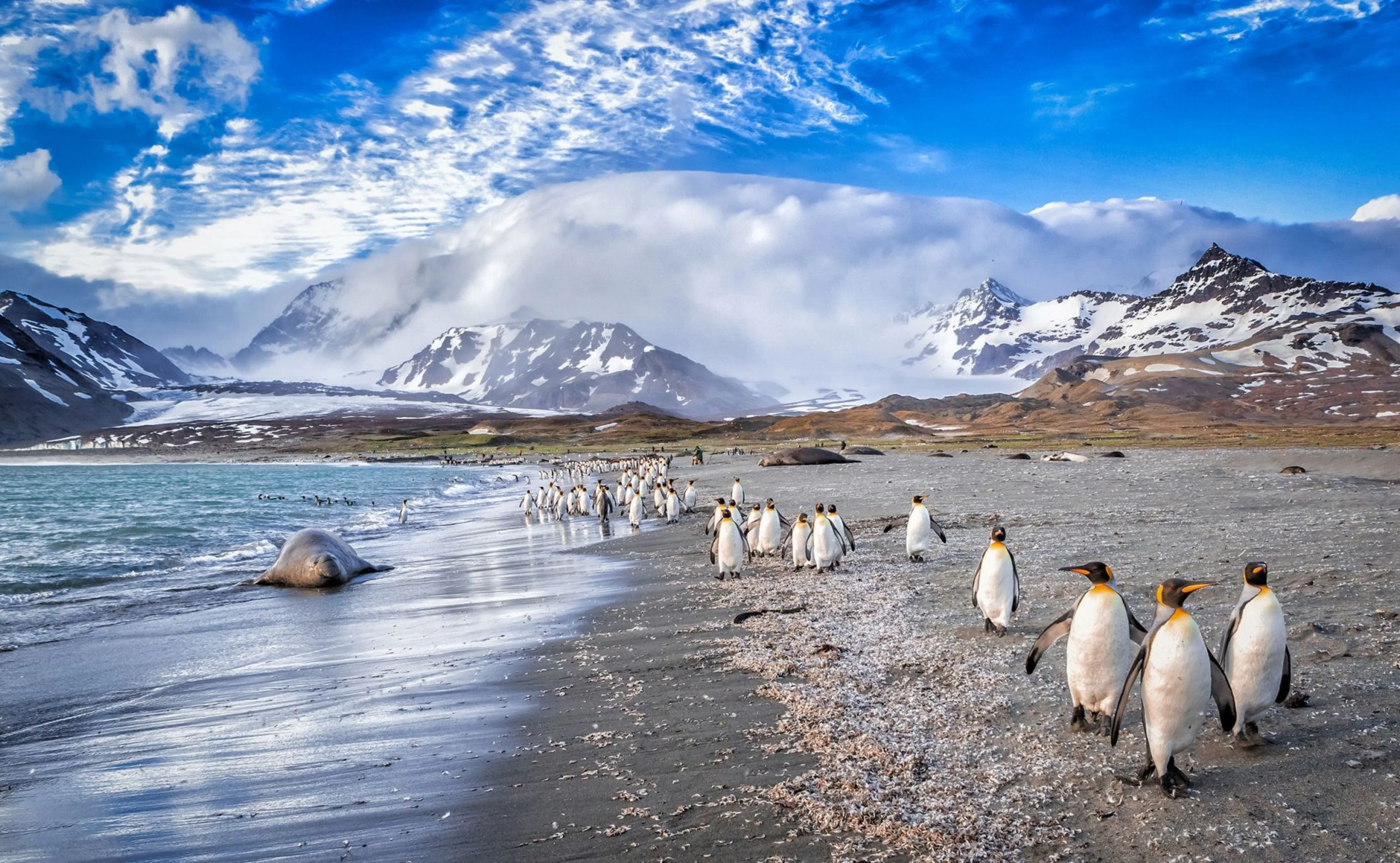 King Penguins in South Georgia, Antarctica. Photo: Shutterstock