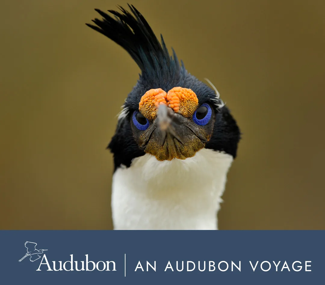 Antarctica & Falkland Expedition | An Audubon Voyage