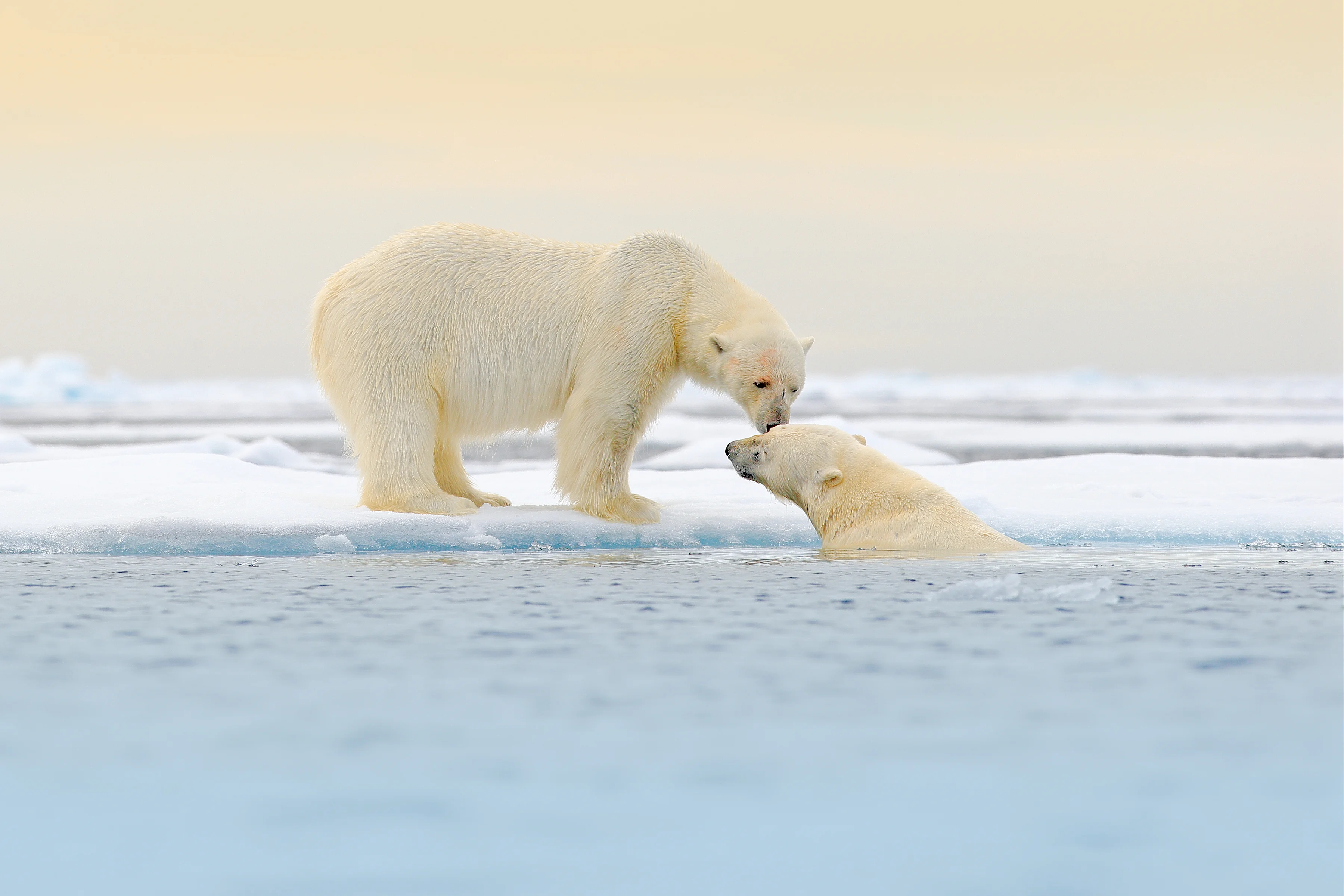 Polar Bear image captured using a telephoto lens from onboard ship.