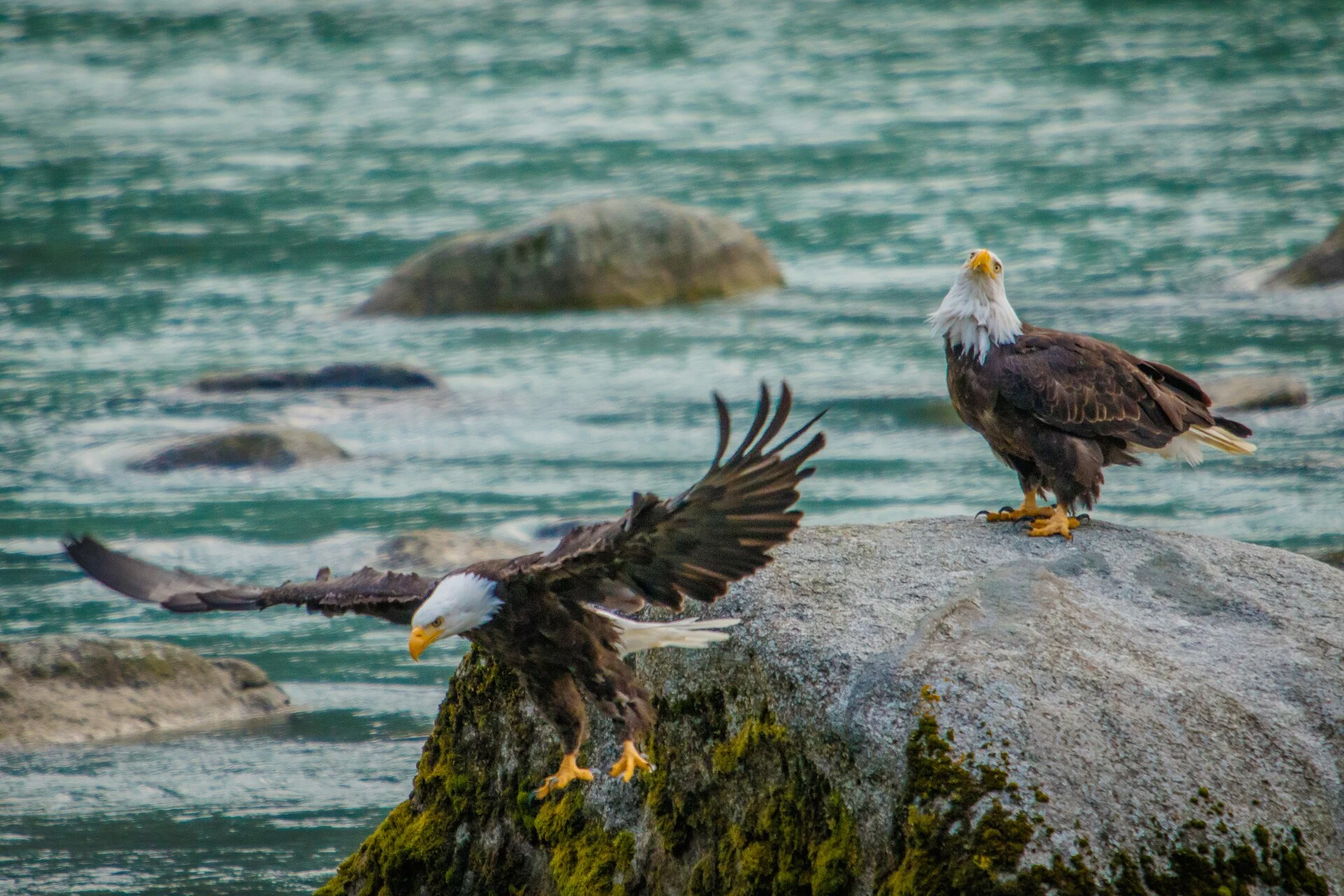 Bald Eagles in Haines, Alaska. Credit: Shutterstock