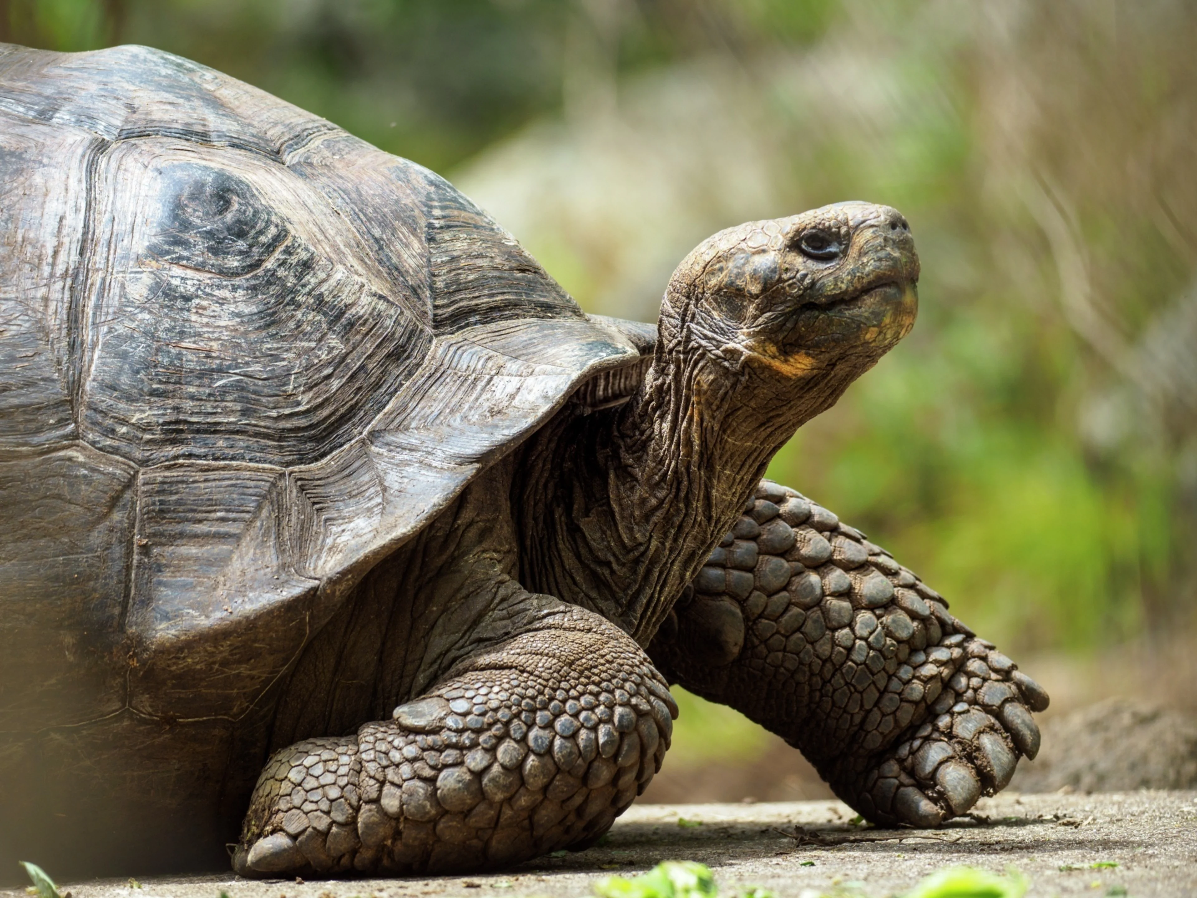 Turtle at Floreana Island, Galápagos, Ecuador