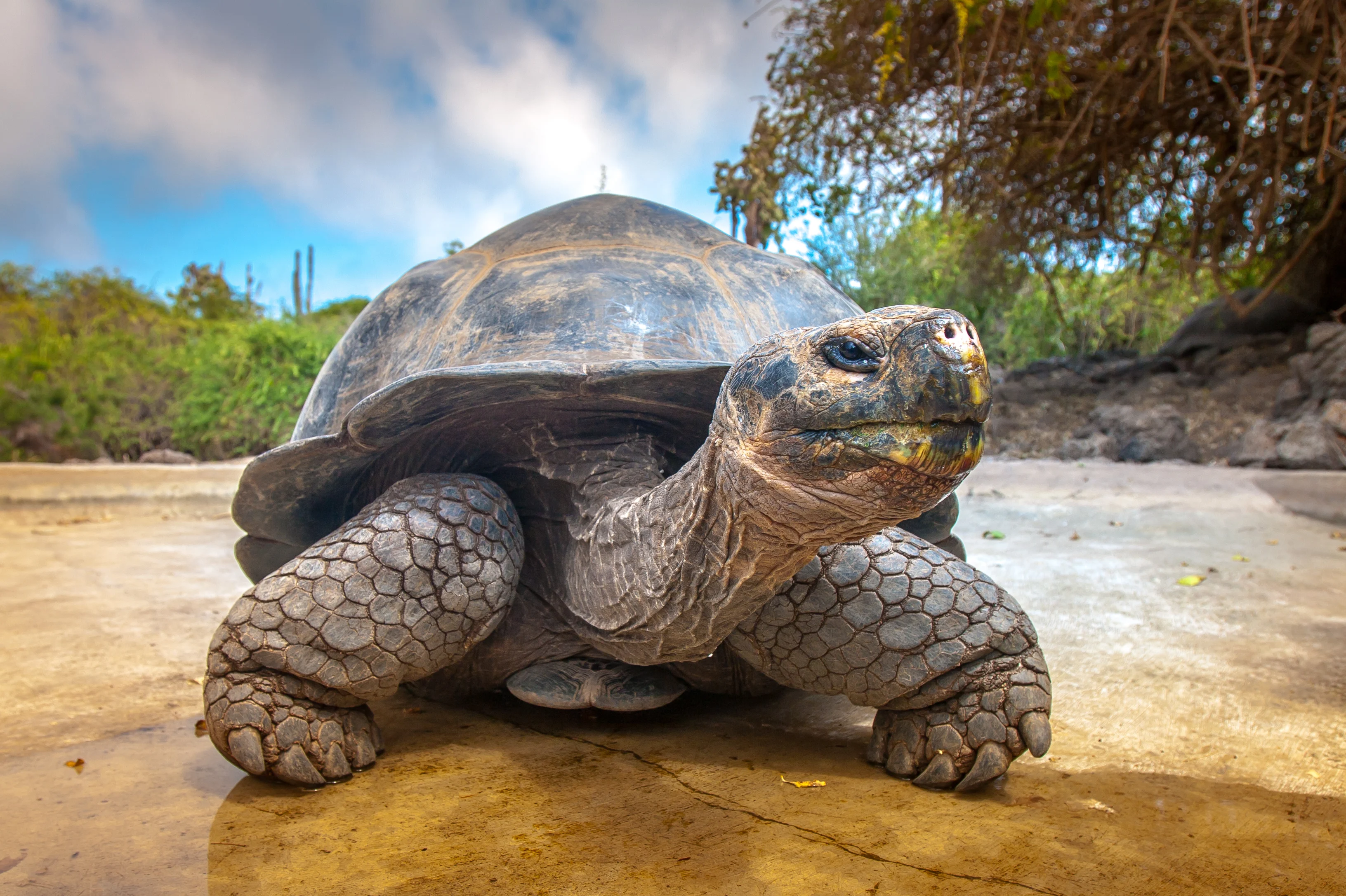 Giant Tortoise, Galapagos