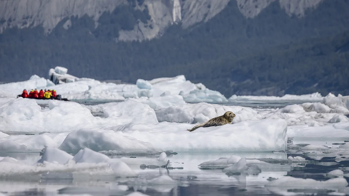 Alaskas indre Passage: Hvor bjergene møder havet