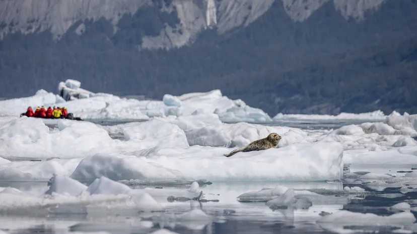 Alaskas Inside Passage: Der fjellene møter havet