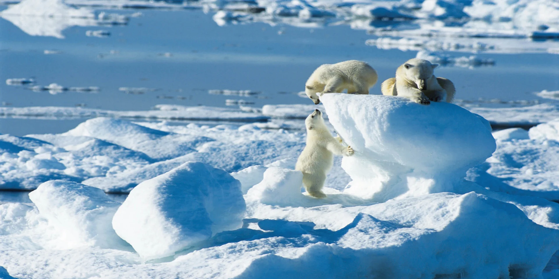 8 choses que vous ignoriez sur les ours polaires