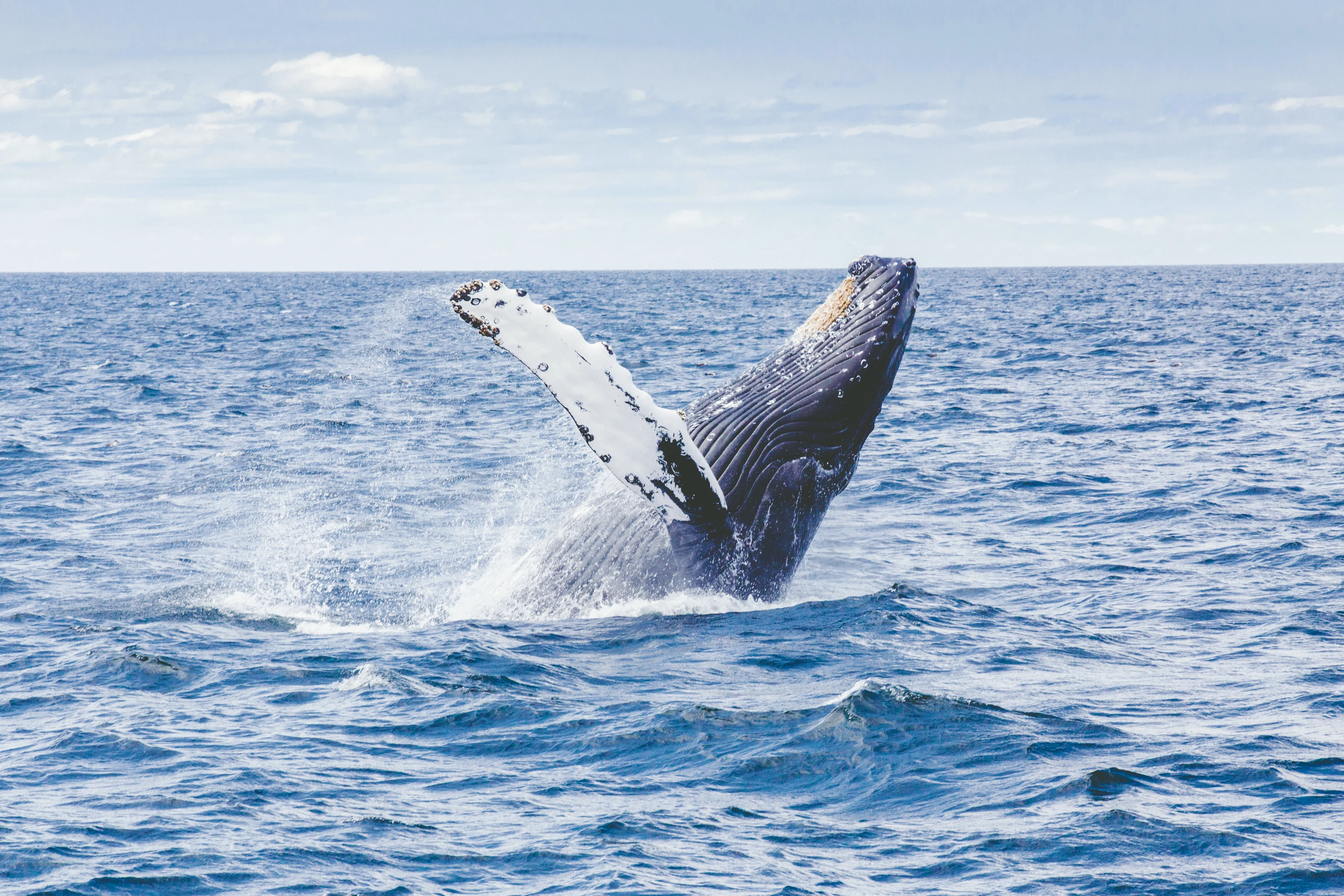 A-PVC1 Humpback whale HGR 145362 1200x675px