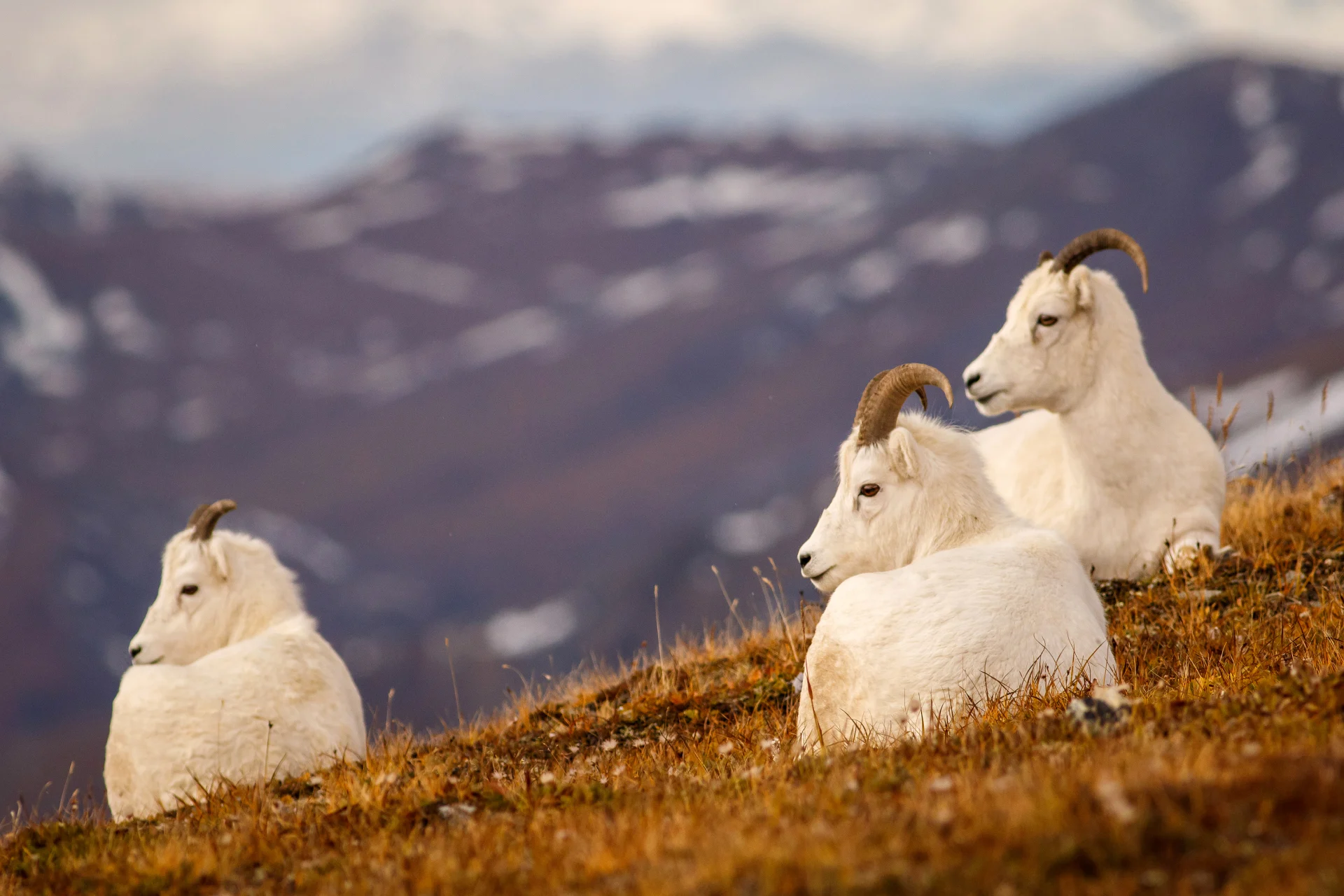 Alaska und Kanada – Wildnis, Gletscher und die Inside-Passage (Kurs Süd) 