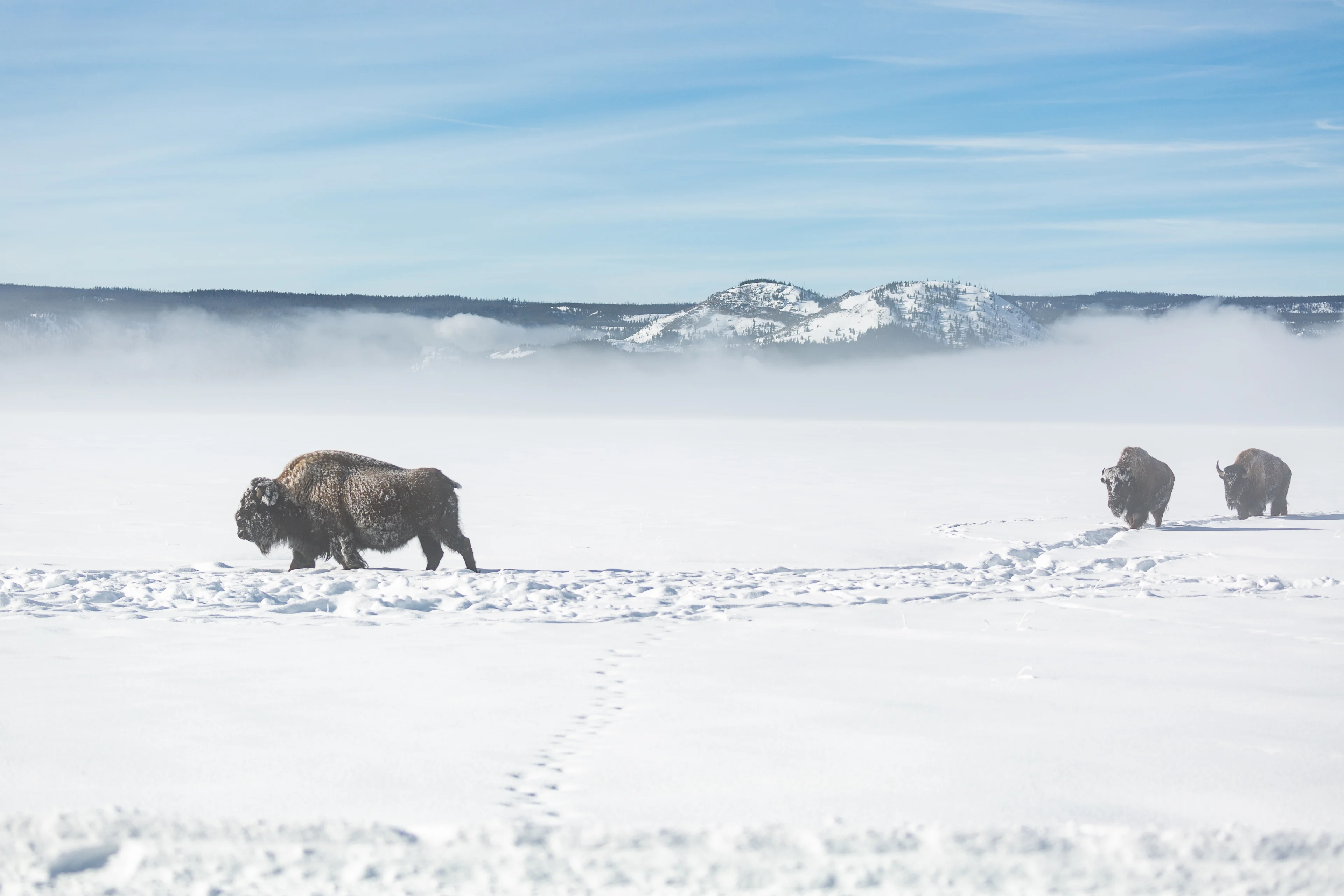 A trio of bison weathers the winter in Yellowstone National Park, Wyoming, USA. Taken by Patrick O'Brien.