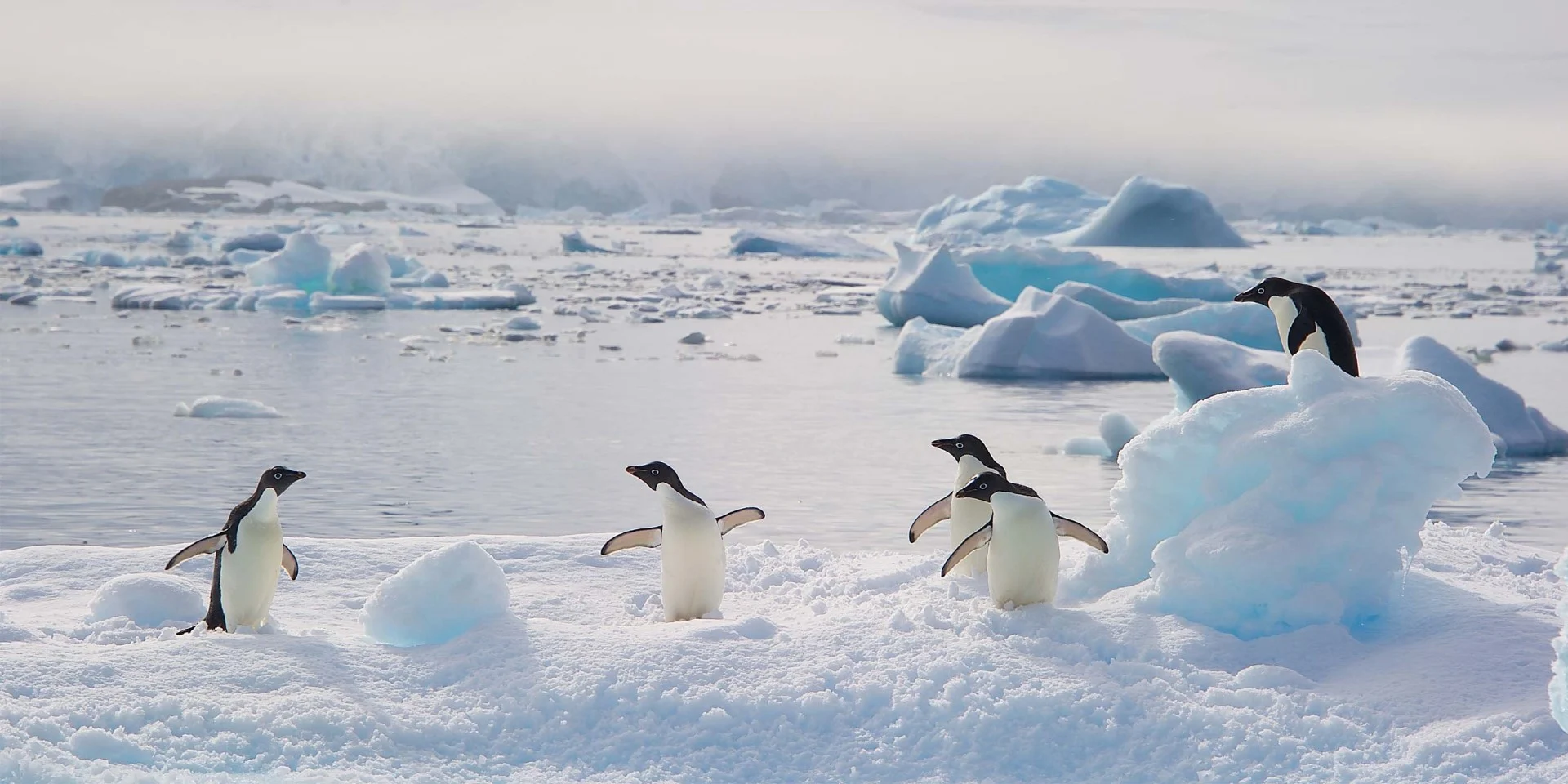 14 sjove fakta om pingvinerne i Antarktis